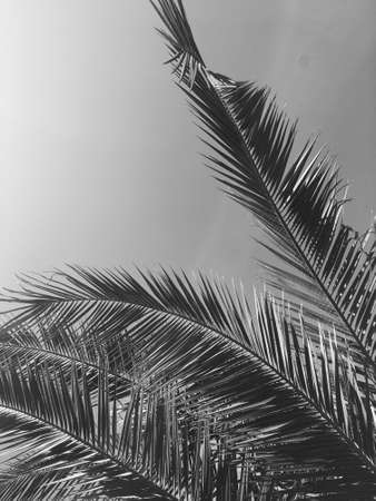 Tropical nature, vintage backdrop and summer vacation concept - Palm tree leaves and the sky, summertime travel backgroundの写真素材