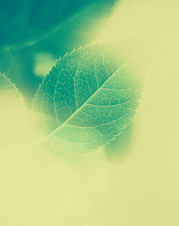 Plant, ecology and bio concept - Green leaves as abstract vintage nature background, herbal foliage...