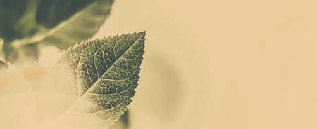 Plant, ecology and bio concept - Green leaves as abstract vintage nature background, herbal foliage...