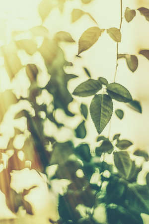 Plant, ecology and bio concept - Green leaves as abstract vintage nature background, herbal foliage in spring garden, retro gravure style, floral leaf backdrop for botanical holiday brand designの写真素材