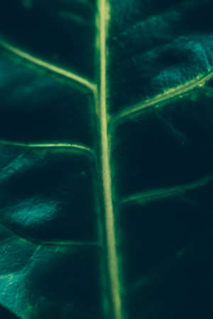 Botany, branding and print concept - Tropical garden nature background, plant foliage texture as vintage botanical abstract backdrop, exotic summer vacation art for holiday travel brand design layoutの写真素材