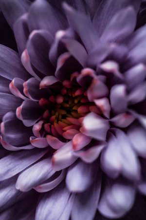 Flora, branding and love concept - Purple daisy flower petals in bloom, abstract floral blossom art background, flowers in spring nature for perfume scent, wedding, luxury beauty brand holiday designの写真素材