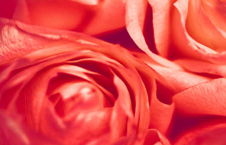 Flora, branding and love concept - Rose flower in bloom, abstract floral blossom art background, macro flowers in nature for perfume scent, wedding and luxury holiday design for beauty bridal brandの写真素材