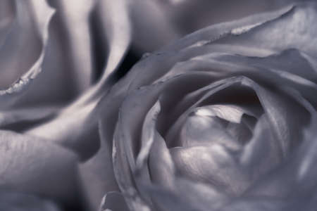 Flora, branding and love concept - Rose flower in bloom, abstract floral blossom art background, macro flowers in nature for perfume scent, wedding and luxury holiday design for beauty bridal brandの写真素材