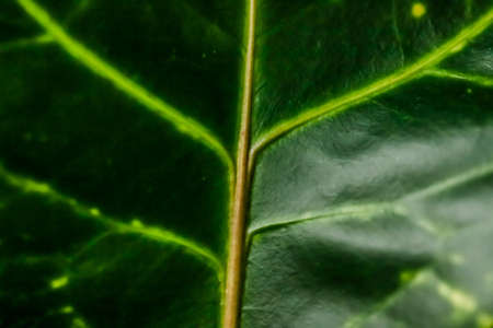 Botany, branding and print concept - Tropical garden nature background, plant foliage texture as...