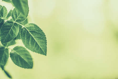Plant, ecology and bio concept - Green leaves as abstract vintage nature background, herbal foliage in spring garden, retro gravure style, floral leaf backdrop for botanical holiday brand designの写真素材