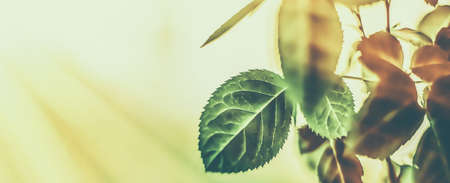 Plant, ecology and bio concept - Green leaves as abstract vintage nature background, herbal foliage...