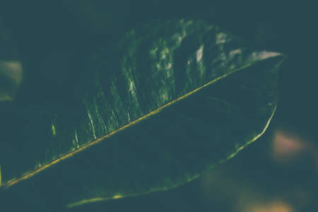 Botany, branding and print concept - Tropical garden nature background, plant foliage texture as...