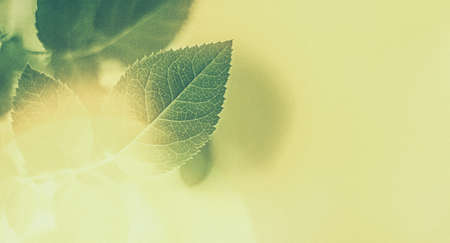 Plant, ecology and bio concept - Green leaves as abstract vintage nature background, herbal foliage in spring garden, retro gravure style, floral leaf backdrop for botanical holiday brand designの写真素材