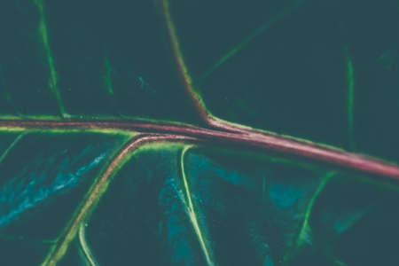 Botany, branding and print concept - Tropical garden nature background, plant foliage texture as vintage botanical abstract backdrop, exotic summer vacation art for holiday travel brand design layoutの写真素材