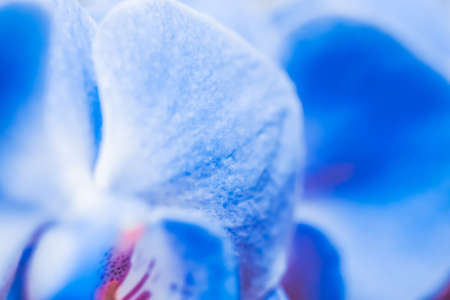 Flora, botanical and spa concept - Orchid flower in bloom, abstract floral blossom art background,...