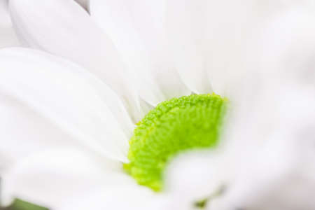 Spring daisy flower in bloom - Flowers, wedding and botanical concept as floral art and beauty in nature or holiday background banner for luxury brand designの写真素材