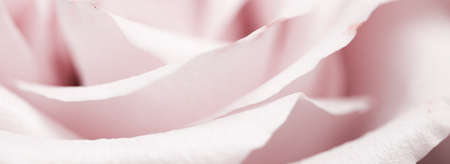 Tender rose flower in bloom - Flowers, wedding and botanical concept as floral art and beauty in nature or holiday background banner for luxury brand designの写真素材