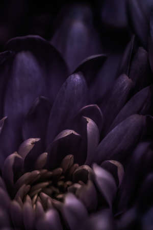 Flora, branding and love concept - Purple daisy flower petals in bloom, abstract floral blossom art background, flowers in spring nature for perfume scent, wedding, luxury beauty brand holiday designの写真素材