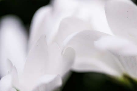 White daisy flower in bloom - Flowers, wedding and botanical concept as floral art and beauty in nature or holiday background banner for luxury brand designの写真素材