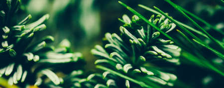 Evergreen fir tree branch as botanical background, nature and environmental concept