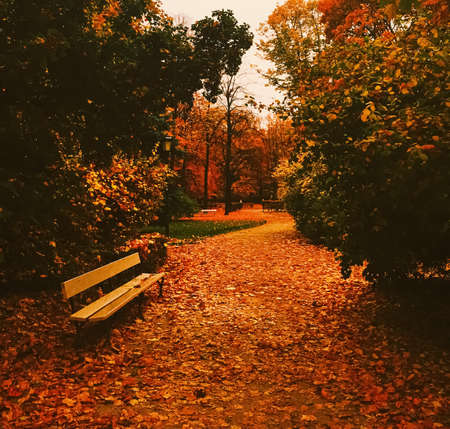 Autumn nature in park, fall leaves and trees outdoors, beautiful seasonの写真素材