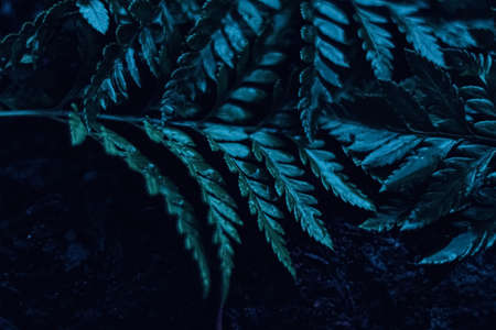 Blue plant leaves at night as surreal botanical background, minimal design backdropの写真素材
