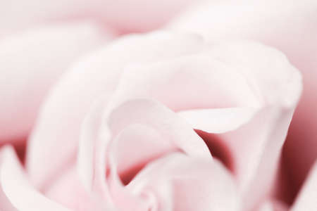 Tender rose flower in nature, floral art and botanical garden as backgroundの写真素材