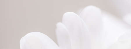 White daisy flower in bloom and floral petals in spring, nature and botanical background, macro close-upの写真素材
