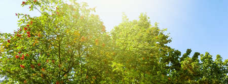 Beautiful sunny spring and summer nature, trees in park and outdoor landscape sceneの写真素材