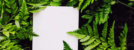 Blank card on green grass background, branding designの写真素材