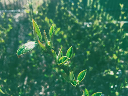 Green spring leaves in botanical garden on a sunny day, beautiful nature and environmentの写真素材