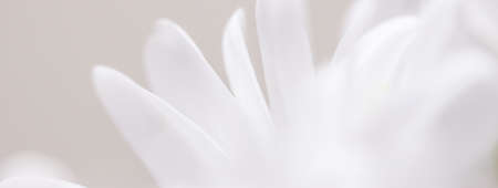 White daisy flower in bloom and floral petals in spring, nature and botanical background, macro...