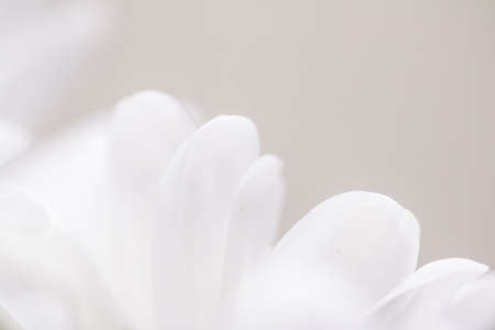 White daisy flower in bloom and floral petals in spring, nature and botanical background, macro close-upの写真素材