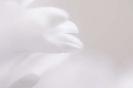 White daisy flower in bloom and floral petals in spring, nature and botanical background, macro close-upの写真素材
