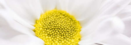 Spring daisy flower in nature, floral art and botanical garden as backgroundの写真素材