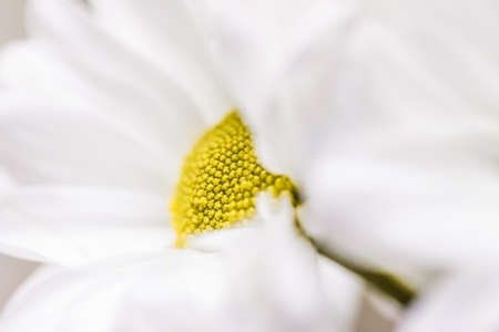 Spring daisy flower in nature, floral art and botanical garden as backgroundの写真素材