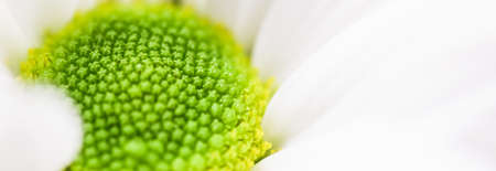 Spring daisy flower in nature, floral art and botanical garden as backgroundの写真素材