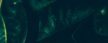 Green leaf texture as tropical botanical garden background, nature and environment conceptの写真素材