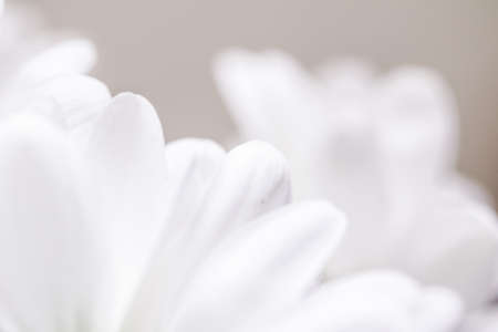 White daisy flower in bloom and floral petals in spring, nature and botanical background, macro close-upの写真素材