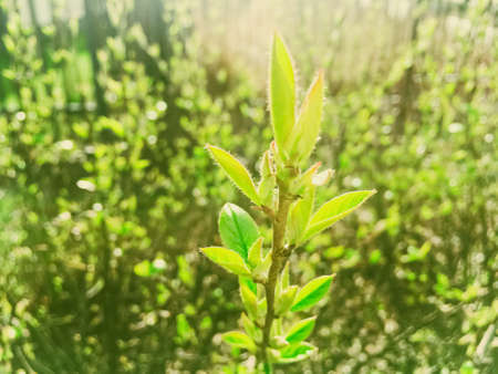 Green spring leaves in botanical garden on a sunny day, beautiful nature and environment