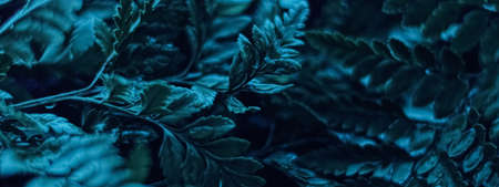 Blue plant leaves at night as surreal botanical background, minimal design backdropの写真素材