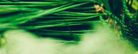 Evergreen fir tree branch as botanical background, nature and environmental conceptの写真素材