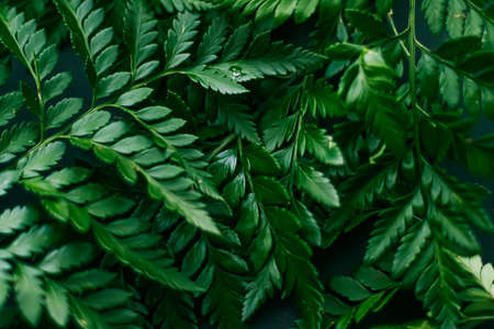 Tropical plant leaves in garden as botanical background, nature and environment close-up
