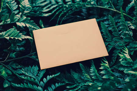 Blank envelope and green leaves in nature, paper card as background, correspondence and newsletter conceptの写真素材