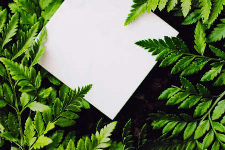 Blank card on green grass background, branding designの写真素材
