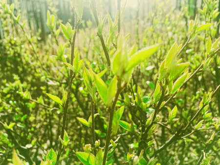 Green spring leaves in botanical garden on a sunny day, beautiful nature and environmentの写真素材