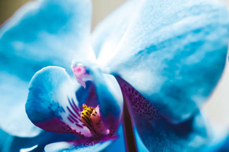 Orchid flower in bloom, floral blossom and botanical garden conceptの写真素材