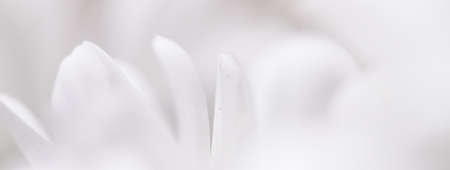White daisy flower in bloom and floral petals in spring, nature and botanical background, macro close-upの写真素材