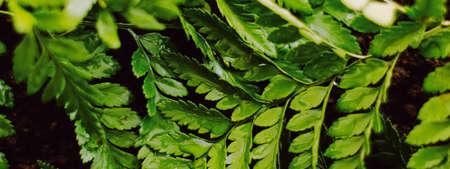 Tropical plant leaves in garden as botanical background, nature and environment close-upの写真素材