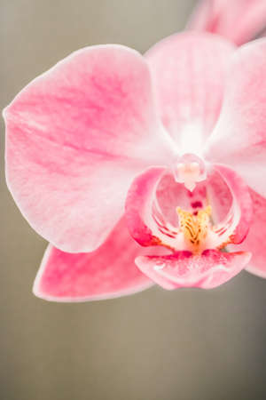 Orchid flower in bloom, floral blossom and botanical garden conceptの写真素材