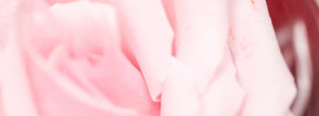 Tender rose flower in nature, floral art and botanical garden as backgroundの写真素材