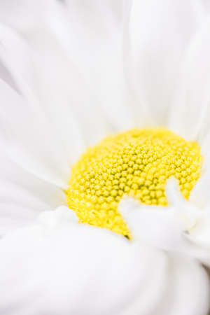 Spring daisy flower in nature, floral art and botanical garden as backgroundの写真素材