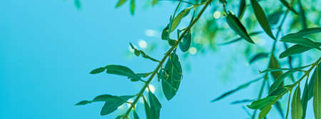 Olive tree leaves and blue sky in sunny summer, botanical background and nature backdropの写真素材