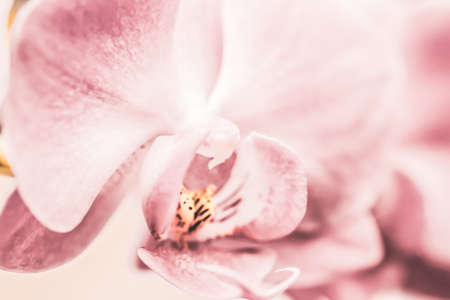 Orchid flower in bloom, floral blossom and botanical garden concept